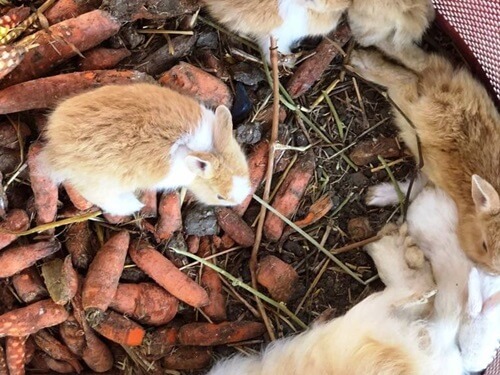 החווה הצ'רקסית